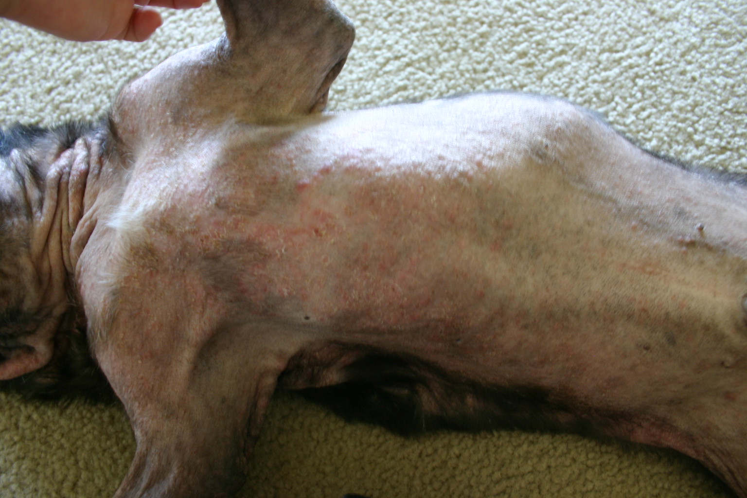 Mange In Dogs - What Are The Symptoms? Is It Contagious?